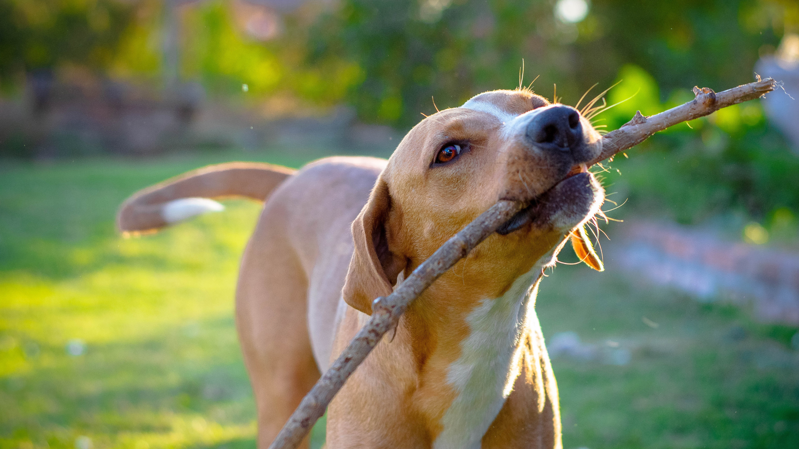 🐶🐱 Brasília de patas: o que está mudando na vida dos pets do Distrito Federal?