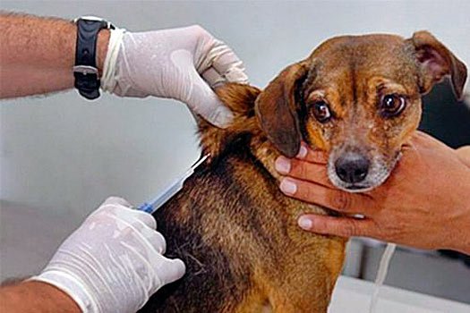 🐶🐱🚨 RAIVA VOLTA A ACENDER O ALERTA EM BRASÍLIA: VACINAÇÃO GRATUITA CONTINUA EM SETEMBRO