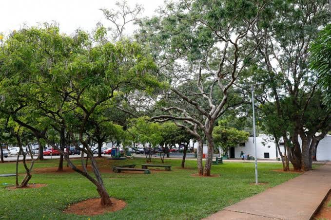 BRASÍLIA PRECISA DE MAIS ÁRVORES? O QUE A SOMBRA DAS RUAS REVELA SOBRE A QUALIDADE DE VIDA NA CIDADE