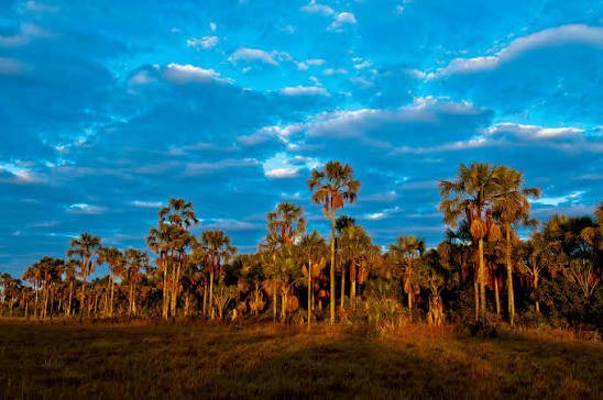 CERRADO VIVO: OS TESOUROS NATURAIS DO DF QUE MUITA GENTE AINDA NÃO CONHECE