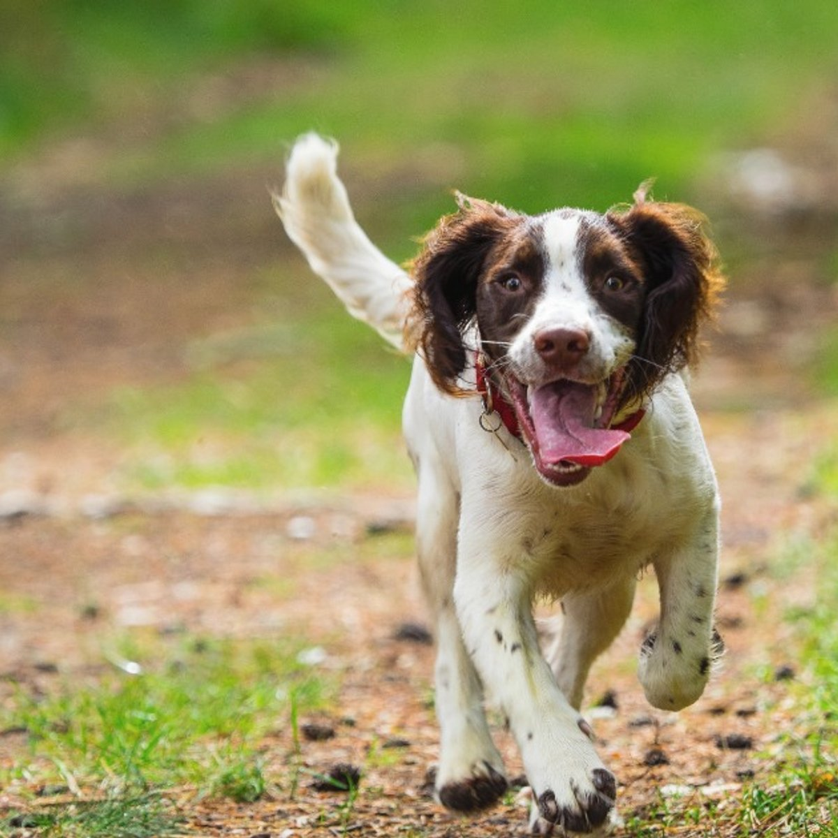SEU PET TAMBÉM SENTE A MUDANÇA NA ROTINA? 7 IDEIAS PARA DEIXAR A VIDA DELE MAIS DIVERTIDA