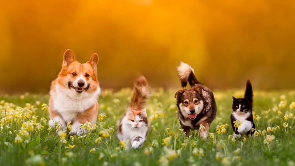🐶🐱 PETS EM BRASÍLIA: POR QUE O MERCADO PET NÃO PARA DE CRESCER?