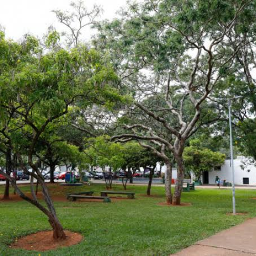 BRASÍLIA PRECISA DE MAIS ÁRVORES? O QUE A SOMBRA DAS RUAS REVELA SOBRE A QUALIDADE DE VIDA NA CIDADE