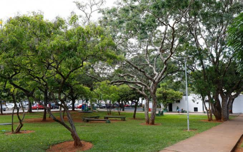 BRASÍLIA PRECISA DE MAIS ÁRVORES? O QUE A SOMBRA DAS RUAS REVELA SOBRE A QUALIDADE DE VIDA NA CIDADE