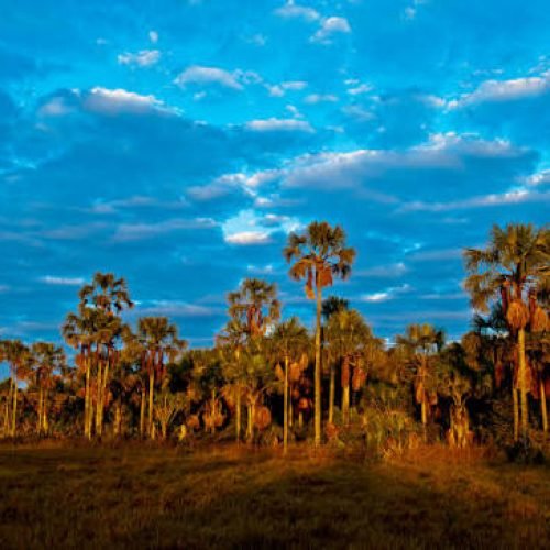 CERRADO VIVO: OS TESOUROS NATURAIS DO DF QUE MUITA GENTE AINDA NÃO CONHECE