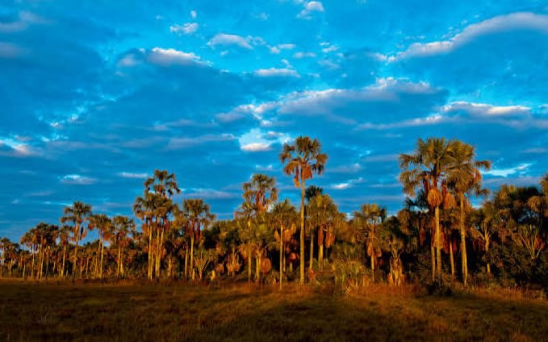 CERRADO VIVO: OS TESOUROS NATURAIS DO DF QUE MUITA GENTE AINDA NÃO CONHECE