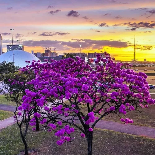 🌸🌳 IPÊS DE BRASÍLIA: QUANDO A CAPITAL DO BRASIL SE TRANSFORMA EM UM MAR DE CORES
