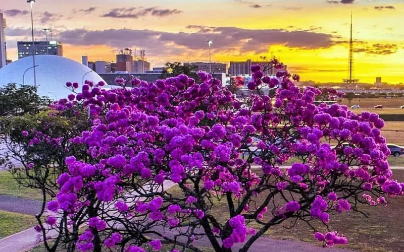 🌸🌳 IPÊS DE BRASÍLIA: QUANDO A CAPITAL DO BRASIL SE TRANSFORMA EM UM MAR DE CORES