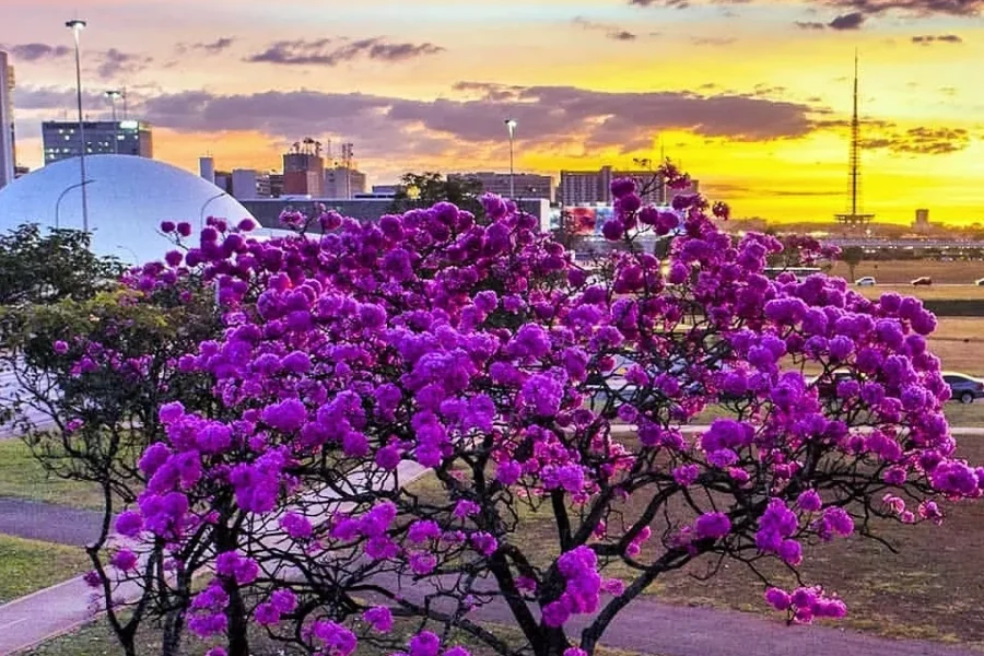 🌸🌳 IPÊS DE BRASÍLIA: QUANDO A CAPITAL DO BRASIL SE TRANSFORMA EM UM MAR DE CORES