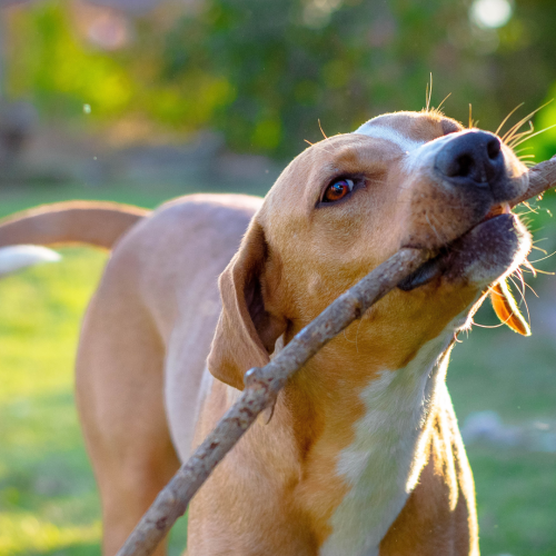 🐶🐱 Brasília de patas: o que está mudando na vida dos pets do Distrito Federal?