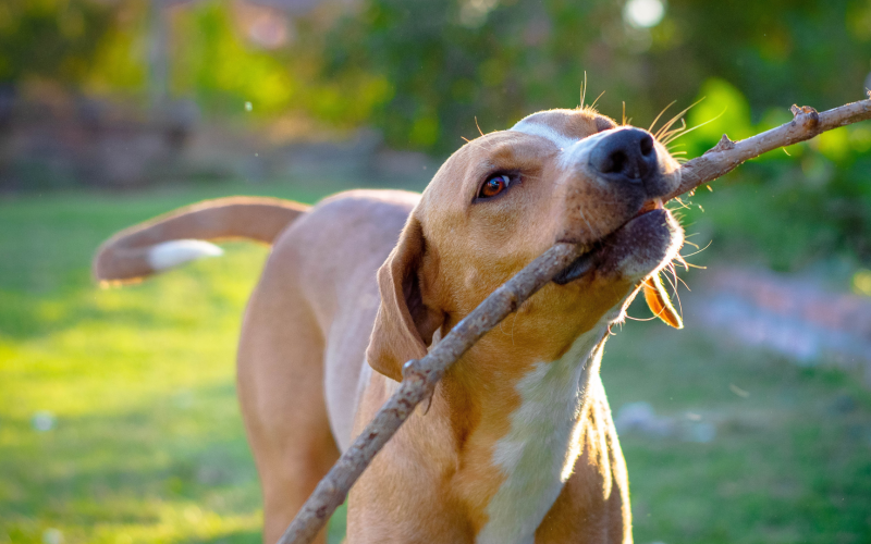 🐶🐱 Brasília de patas: o que está mudando na vida dos pets do Distrito Federal?
