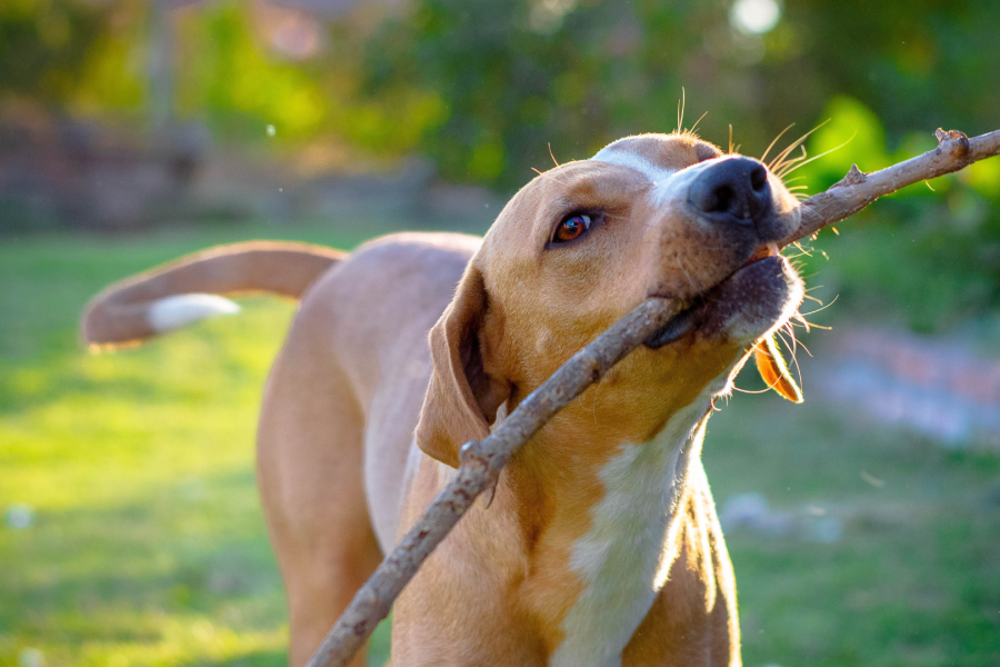🐶🐱 Brasília de patas: o que está mudando na vida dos pets do Distrito Federal?