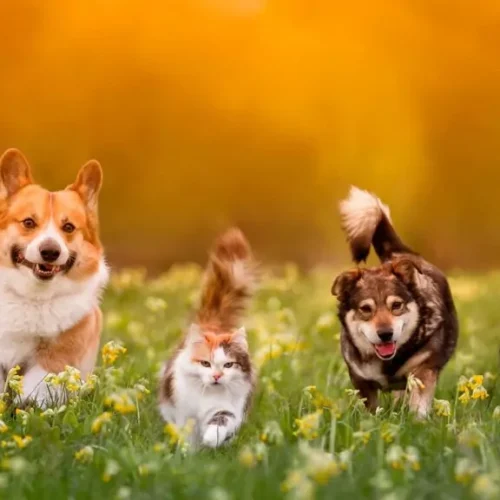 🐶🐱 PETS EM BRASÍLIA: POR QUE O MERCADO PET NÃO PARA DE CRESCER?