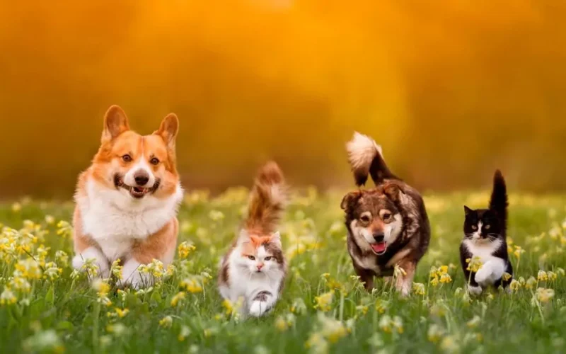 🐶🐱 PETS EM BRASÍLIA: POR QUE O MERCADO PET NÃO PARA DE CRESCER?