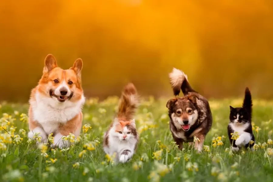🐶🐱 PETS EM BRASÍLIA: POR QUE O MERCADO PET NÃO PARA DE CRESCER?