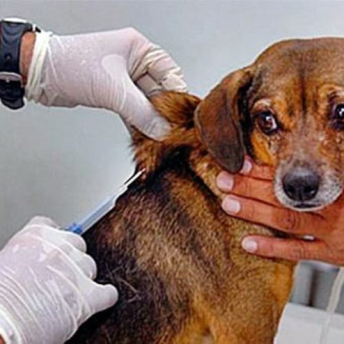 🐶🐱🚨 RAIVA VOLTA A ACENDER O ALERTA EM BRASÍLIA: VACINAÇÃO GRATUITA CONTINUA EM SETEMBRO