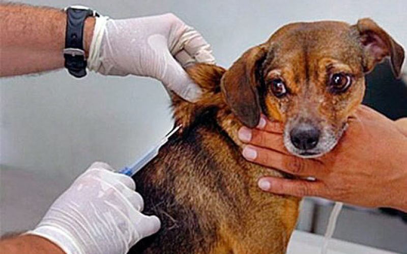 🐶🐱🚨 RAIVA VOLTA A ACENDER O ALERTA EM BRASÍLIA: VACINAÇÃO GRATUITA CONTINUA EM SETEMBRO